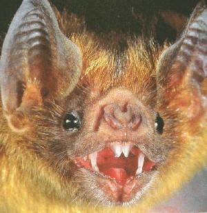 fig3-53TN.jpg Bat Eyes 300x309