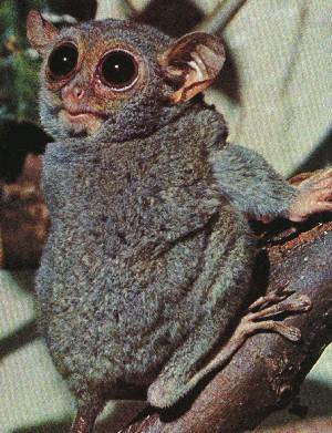 fig3-54tarsierTN.jpg Tarsier Eyes-with large iris opening 300x391