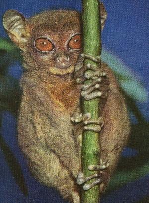 fig3-55tarsierTN.jpg Tarsier Eyes-with small iris opening 300x410