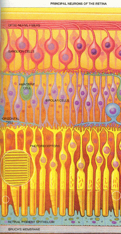 fig3-56aTNre.gif Sensor Cells in the Retina 400x770