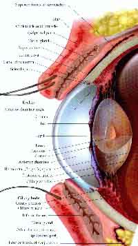 fig3-57bTN.jpg Human Eye Diagram 200x357