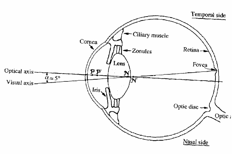 human eyes diagram