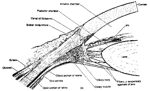 fig3-58aTN.jpg Human Iris Mechanism 480x309