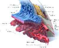 fig3-58bTN.jpg Human Iris Mechanism 200x163