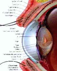 fig3-59cTN.jpg Human Lens Section 200x247