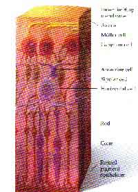 fig3-60bTN.jpg Retina Layers 125x174