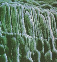 fig3-61retinarods-conesTN.jpg Human Retina Rods and Cones 200x218