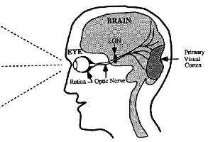 fig4-01TNre.jpg Biological Vision Design Diagram 300x200