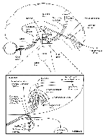 fig4-02cTN.gif Human Visual system including some brain detail 200x257