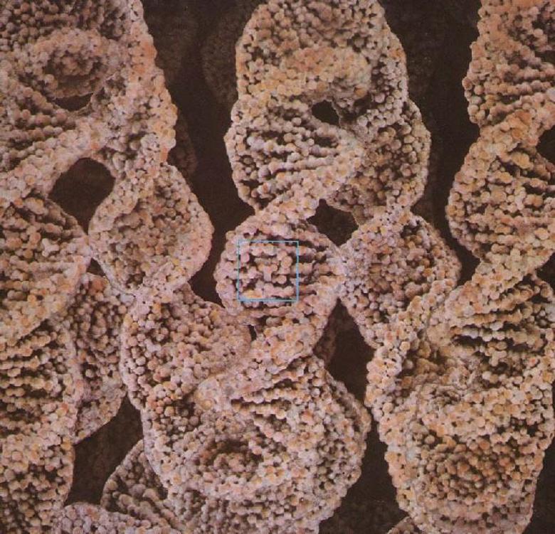 Chromosomes In A Cell. chromosomes within each cell