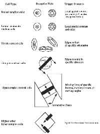 fig5-26TN.jpg Representative Visual Stimuli along the visual pathway 200z239