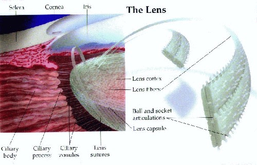 Eye Lens Construction - Human  
Retina diagram -- A-page-44.jpg