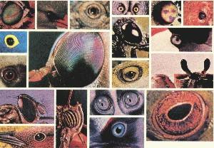 fig6-09TN.jpg Diverse group of Eyes 300x208