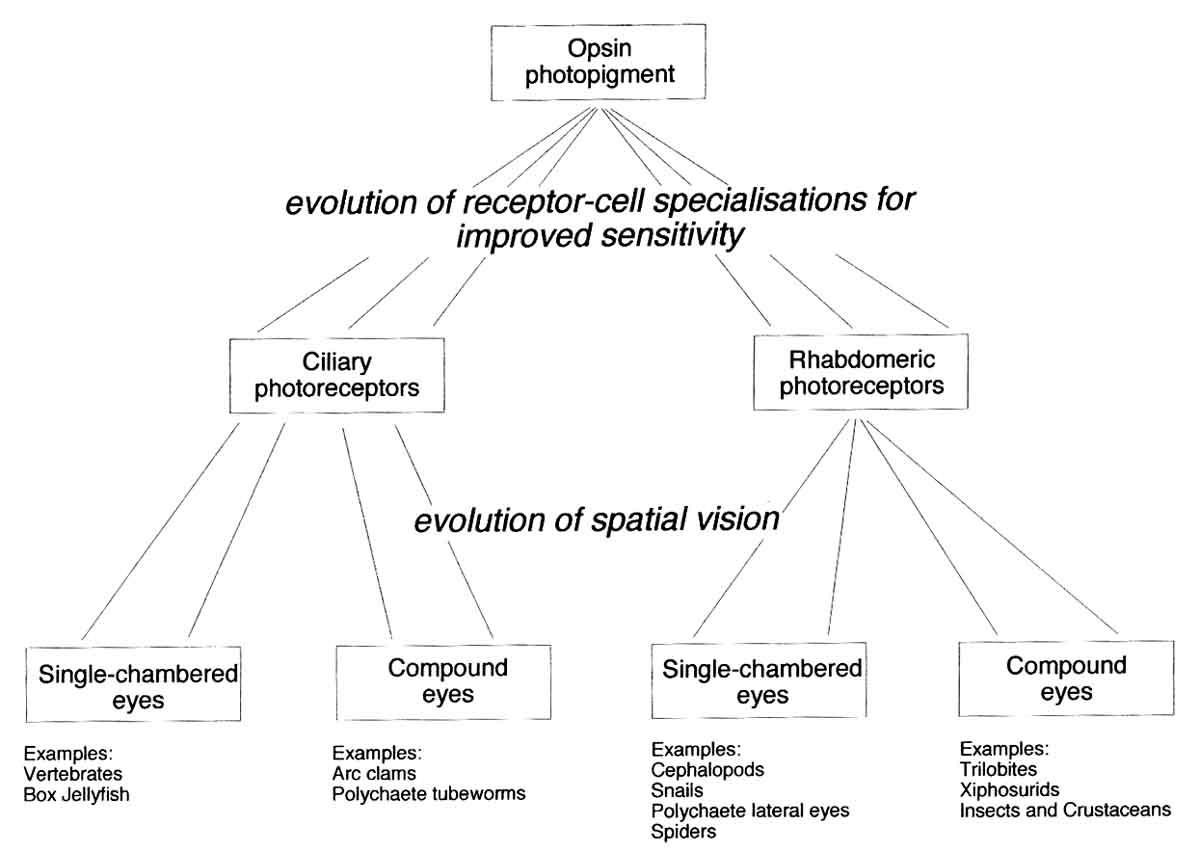 fig6-09aTN.jpg Diverse group of Eyes 300x208