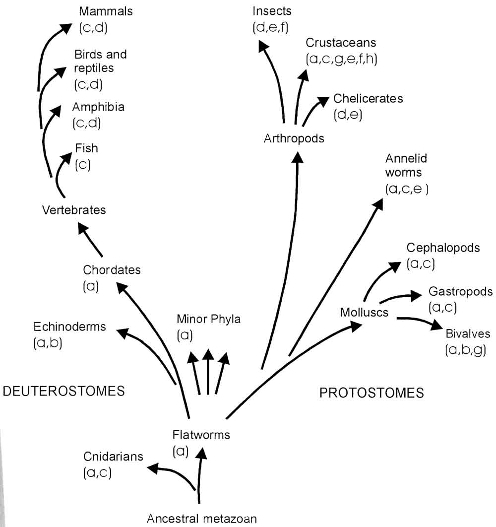 fig6-09bTN.jpg Diverse group of Eyes 300x208