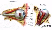 fig6-14bTN.jpg Human Eye Mounting 200x115