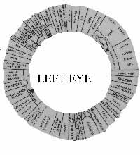 fig6-16TN.jpg Iris Health Diagram Model for Left Eye 200x220