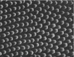 fig6-17TN.jpg Moth's eye surface (shown at over 2000X) 300x234