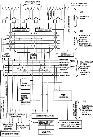 fig6-18TN.jpg Optical Processing in Insect Vision. 300xX440