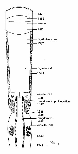 fig6-4TN.gif Apposition Eye Diagram 300x588