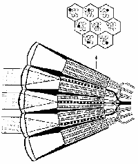 fig6-5TN.gif Neural Superposition Eye Diagram 300x357